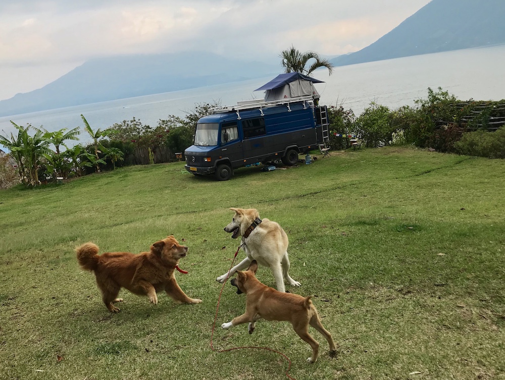 3 dogs playing - finding dog-friendly campsites