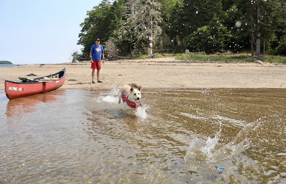 dog playing in water - finding dog-friendly campsites