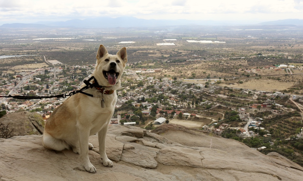 dog posting above city - finding dog-friendly campsites