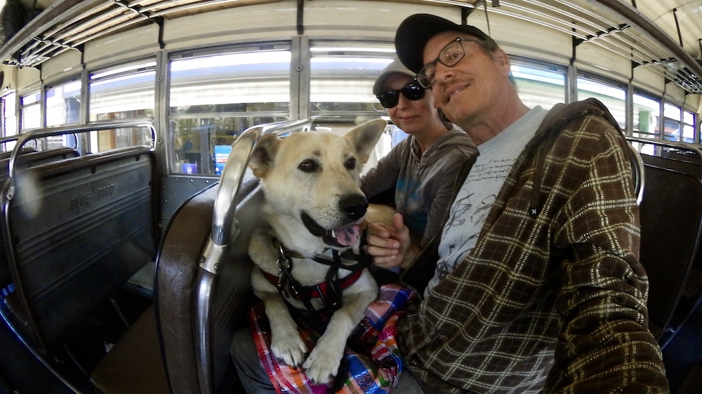 public transportation with a dog - finding dog-friendly campsites