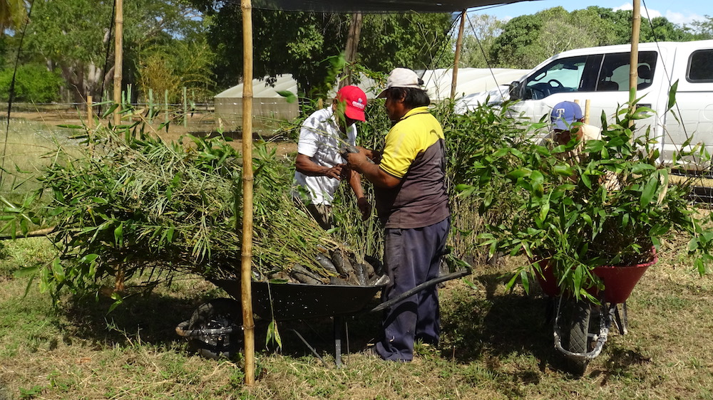 harvesting trees for compensation carbone