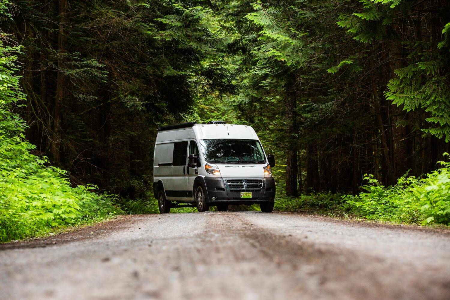 promaster in the forest