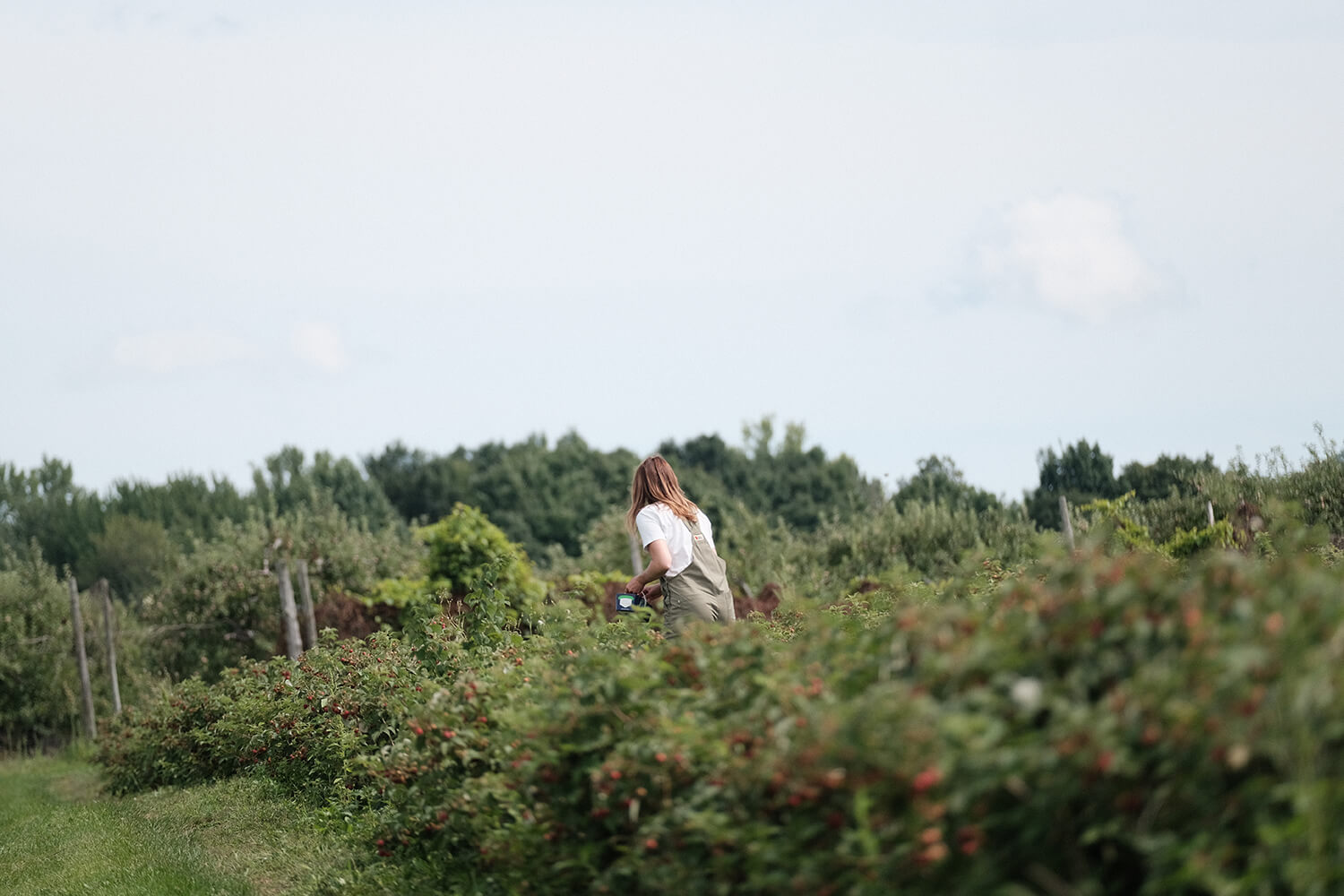 Karolina Krupa au Paradis des fruits Dunham en train de cueillir des bleuets