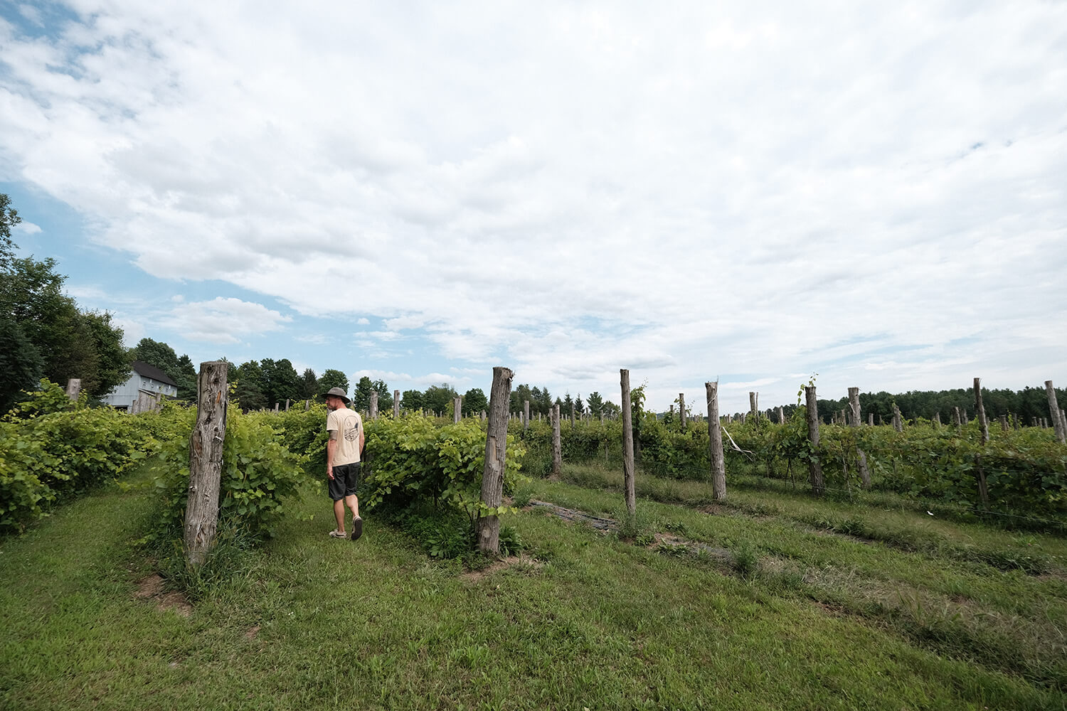 Julien Roussin dans les vignes du Vignoble Bromont - Auberge et Boutique